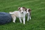 Border collie pups direct beschikbaar, België, Rabiës (hondsdolheid), 15 weken tot 1 jaar, Collie