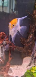 Maanvis, Dieren en Toebehoren, Vissen | Aquariumvissen, Vis