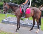 Superbrave 7 jr familie/recreatie/manege/sport ruin 1,67 mtr, Dieren en Toebehoren, Paarden, Ruin, Zadelmak, 7 tot 10 jaar, Gechipt