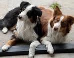 Australian shepherds puppies, Dieren en Toebehoren, Honden | Herdershonden en Veedrijvers, Rabiës (hondsdolheid), 8 tot 15 weken