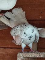 Te  koop 4 oosterse rollers vliegtype, Meerdere dieren