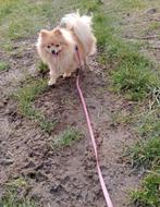 Pomeriaan zoekt 5 * huisje, Dieren en Toebehoren, Keeshond, Teef, Eén hond, 3 tot 5 jaar