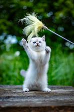 Prachtig Britse korthaar poesje, Poes, Gechipt, 0 tot 2 jaar