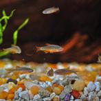 Diverse Vissen (Compleet Visbestand), Vis, Zoetwatervis