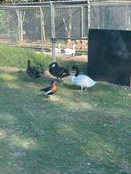 Roodhals gans man, Dieren en Toebehoren, Pluimvee, Mannelijk, Gans of Zwaan