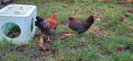 Haan en Hen GRATIS, Dieren en Toebehoren, Meerdere dieren, Kip