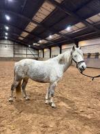 Manege pony/Kinder pony, Dieren en Toebehoren, Pony's, Merrie