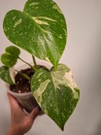 Monstera Thai plantje, Ophalen