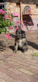 Te koop van Dierenarts: Australian Doodles, Dieren en Toebehoren, Honden | Niet-rashonden, 8 tot 15 weken, Meerdere, Meerdere dieren