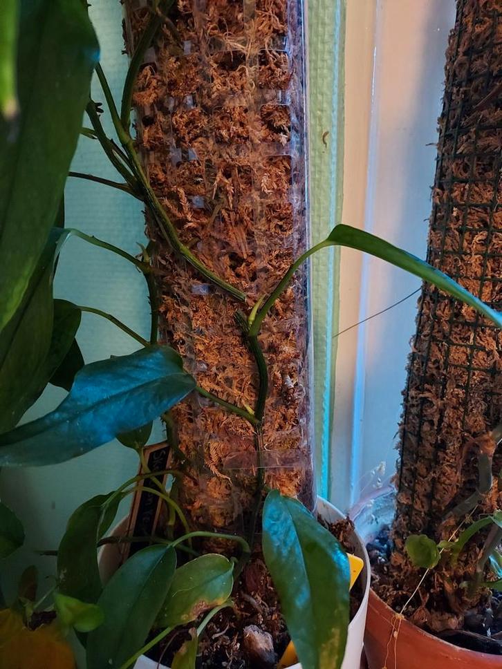 epipremnum pinnatum skeleton key stekken, Huis en Inrichting, Kamerplanten, Minder dan 100 cm, Halfschaduw, Ophalen of Verzenden