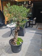 Grote olijf op dikke stam  150 cm hoog, Tuin en Terras, Planten | Bomen, Overige soorten, 100 tot 250 cm, Zomer, Ophalen