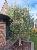 Olijfboom, Volle zon, Ophalen of Verzenden, 100 tot 250 cm, Olijfboom