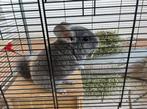 Blue diamond chinchilla inclusief toebehoren met spoed wrg!, Mannelijk, Chinchilla, Voor 1 juli 2024, Tam
