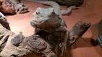 Baardagaam vrouwtje 2 jaar + incl. OSB Terrarium 144 cm, Dieren en Toebehoren, Reptielen en Amfibieën, Hagedis, Met terrarium