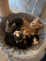 schattige kittens! 2x rood katertje en jong grijs/wit poesje, Dieren en Toebehoren, Katten en Kittens | Overige Katten, Meerdere dieren
