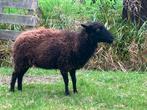 Tweejarige Ouessant Ooi te koop, Dieren en Toebehoren, Schapen, Geiten en Varkens, Vrouwelijk, Schaap