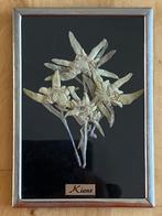 Antiek schilderijtje met 4 gedroogde Edelweiss bloemen Kiens, Ophalen of Verzenden
