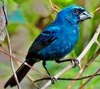 Overjarige Braziliaanse blauwe bischop., Dieren en Toebehoren, Mannelijk