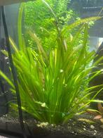 Vallisneria spiralis – Sterke achtergrondplant, Ophalen, Nieuw, Plant(en), Steen of Hout
