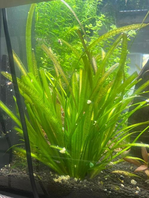 Vallisneria spiralis – Sterke achtergrondplant, Dieren en Toebehoren, Vissen | Aquaria en Toebehoren, Nieuw, Plant(en), Steen of Hout
