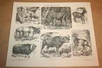 Antieke prent - Steenbok, Kaapse buffel, Mouflon etc !!, Ophalen of Verzenden, Voor 1940, Gebruikt, Overige onderwerpen