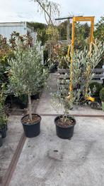 Olijboompje en olijfstruik hoog 150 cm in grote pot, Vaste plant, Halfschaduw, Zomer, Ophalen