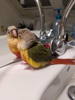 Tamme baby Pyrrhura, Dieren en Toebehoren, Vogels | Parkieten en Papegaaien, Geslacht onbekend, Parkiet, Tam