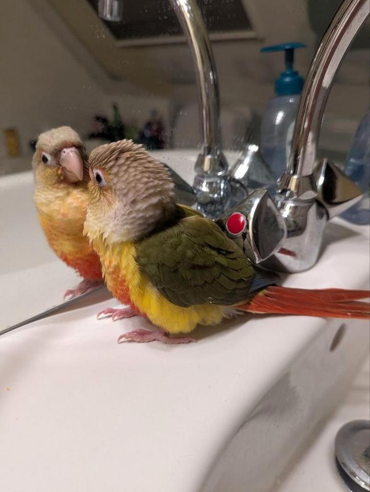 Tamme baby Pyrrhura, Dieren en Toebehoren, Vogels | Parkieten en Papegaaien, Parkiet, Geslacht onbekend, Tam