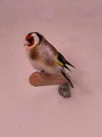 Zangvogels, Meerdere dieren, Zangkanarie