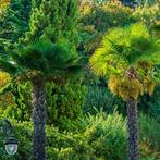 Winterharde palmboom - Trachycarpus fortunei - 150-170 cm, Tuin en Terras, Planten | Bomen, In pot, Halfschaduw, Lente, Ophalen of Verzenden