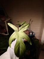 Philodendron Florida Ghost Stekken, Huis en Inrichting, Ophalen of Verzenden, Overige soorten, Minder dan 100 cm
