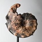 Fossiel Ammoniet op standaard Mammites nodosoides #2, Verzamelen, Mineralen en Fossielen, Ophalen of Verzenden, Fossiel