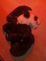 Pomeriaan pups mogen  5 december weg ., Keeshond, 8 tot 15 weken, Meerdere, Meerdere dieren