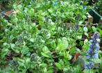 groenblijvend tuinplanten ajuga paarsblauw in potjes, Bodembedekkers, Volle zon, Vaste plant, Ophalen of Verzenden