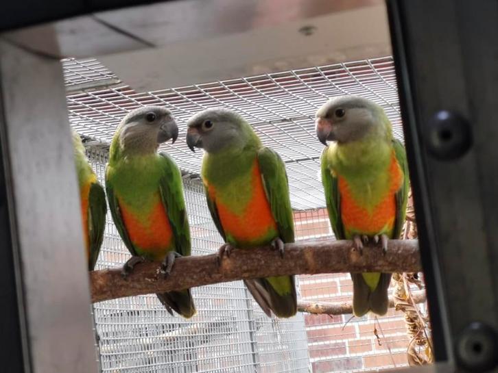 2-2 Bonte Boeren Vesteri, Dieren en Toebehoren, Vogels | Parkieten en Papegaaien, Parkiet, Meerdere dieren, Geringd