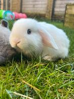 Ram te koop van 8weken aankomende maandag mag hij verhuizen!, Dieren en Toebehoren, Mannelijk, Klein, 0 tot 2 jaar