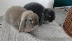 Twee konijntjes op zoek naar een nieuw huis, Dieren en Toebehoren, Konijnen, Meerdere dieren, Dwerg, Hangoor, 3 tot 5 jaar