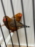 Zebravinken, Dieren en Toebehoren, Mannelijk