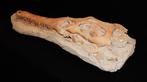 Fossiele schedel van Elosuchus cherifiensis, deels in matrix, Verzamelen, Mineralen en Fossielen, Ophalen, Fossiel