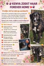 KENYA ZOEKT HAAR FOREVER HOME, Particulier, 15 weken tot 1 jaar, Buitenland, Teef