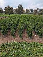 Portugese laurier, Ophalen