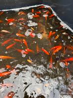 Vissen, Dieren en Toebehoren, Vissen | Vijvervissen, Goudvis(sen)