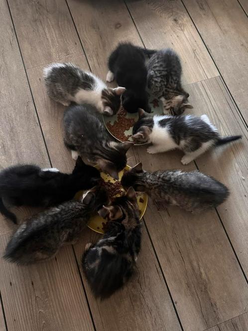 Kittens mogen naar een nieuw gezin, Dieren en Toebehoren, Katten en Kittens | Raskatten | Korthaar, Meerdere dieren, 0 tot 2 jaar