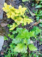 Div. meidoorn plantjes tk, worden struiken + kardinaalsmuts, Tuin en Terras, Volle zon, Vaste plant, Zomer, Ophalen
