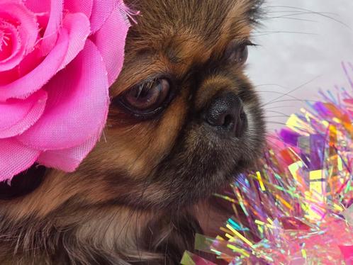 Mooi pekingees teefje te koop (LAATSTE UIT HET NEST), Dieren en Toebehoren, Honden | Chihuahua's en Gezelschapshonden, Teef, Pekingees of Dwergspaniel