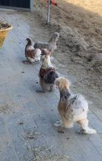 USA zijdehoenderkriel & Cochin hen en prachtige hanen ✨, Dieren en Toebehoren, Pluimvee, Meerdere dieren, Kip