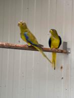 3 x elegant parkiet, Dieren en Toebehoren, Vogels | Parkieten en Papegaaien, Meerdere dieren, Parkiet