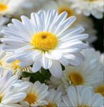 Zaden Margriet- Chrysanthemum maximum nanum Silver Princess, Tuin en Terras, Bloembollen en Zaden, Verzenden, Voorjaar, Volle zon