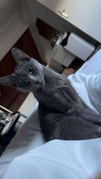 Blauwe rus X Bengaal, Meerdere dieren, Ontwormd, 0 tot 2 jaar