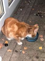 Kitten af te halen, Kater, 0 tot 2 jaar